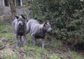 Thai Ridgeback Dog ไทยหลังอาน dog tajski Rodowód