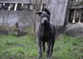 Thai Ridgeback Dog ไทยหลังอาน dog tajski Rodowód
