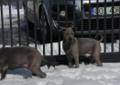 Thai Ridgeback szczenięta FCI