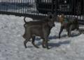 Thai Ridgeback szczenięta FCI