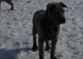 Thai Ridgeback szczenięta FCI