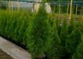 Thuja Tuja Smaragd,Szmaragd,Szmaragdowa 90-100cm od Producenta