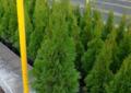 Thuja Tuja Smaragd,Szmaragd,Szmaragdowa 90-100cm od Producenta