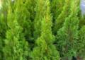 Thuja Tuja Smaragd,Szmaragd,Szmaragdowa 90-100cm od Producenta