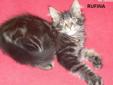 Urocza Rufina koteczka z rodowodem FPL Rodowód