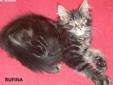 Urocza Rufina koteczka z rodowodem FPL Rodowód