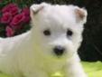 West Highland white Terrier-szczeniaki ZKWP