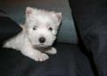 West highland white terrier Warszawa