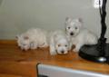 West highland white terrier Warszawa