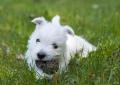 West Highland White Terrier - WESTIE szczeniaczki