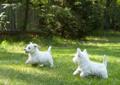 West Highland White Terrier - WESTIE szczeniaczki