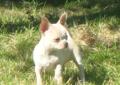 Wybitnie obiecujący chihuahua na wystawy.Piesek. Raty Rodowód