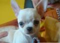 Wybitnie obiecujący chihuahua na wystawy.Piesek. Raty Rodowód