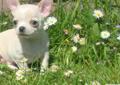 Wybitnie obiecujący chihuahua na wystawy.Piesek. Raty Rodowód