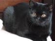 Wyjątkowe kocięta brytyjskie , unikatowe kolory ! - czarne kocurki Rodowód