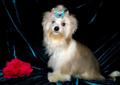 York.Yorki,Biewer , White Ocean Pearl Yorkshire Terrier - Rodowód