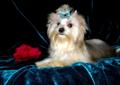 York.Yorki,Biewer , White Ocean Pearl Yorkshire Terrier - Rodowód