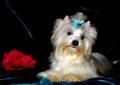 York.Yorki,Biewer , White Ocean Pearl Yorkshire Terrier - Rodowód
