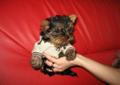 York Yorki mini piesek