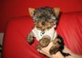 York Yorki mini piesek