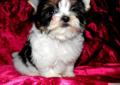 York ,Yorki , Yorkshire Terrier , Biewer , Biewery - Szczeniaki -ZKwP