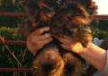 York,Yorki,Yorkshire Terrier FCi