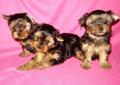 York, Yorki, Yorkshire terrier śliczne rodow. Katowice