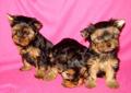 York, Yorki, Yorkshire terrier śliczne rodow. Katowice