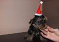 YORK YORKI yorkshire terrier PREZENT Mikołajkowy malutkie rodowód