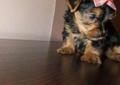 YORK YORKI yorkshire terrier PREZENT Mikołajkowy malutkie rodowód