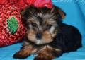 York Yorkshire Terrier Częstochowa ZHPR PIESEK