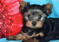 York Yorkshire Terrier Częstochowa ZHPR PIESEK