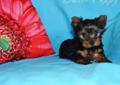 York Yorkshire Terrier Częstochowa ZHPR PIESEK