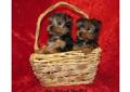 ~~ YORKI ~~ YORK ~~ YORKSHIRE ~~ BYTOM ~~ BYTOM ~~ BYTOM ~~ BYTOM Rodowód