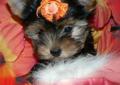 ~~ YORKI ~~ YORK ~~ YORKSHIRE ~~ BYTOM ~~ BYTOM ~~ BYTOM ~~ BYTOM Rodowód