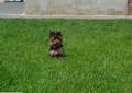 yorki,york, yorkshire terrier Miniaturka