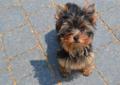 yorki,york, yorkshire terrier Miniaturka