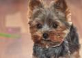 Yorkshire terrier------- szczenięta malutkie i śliczniutkie -zapraszam Rodowód
