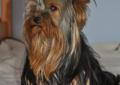 Yorkshire terrier------- szczenięta malutkie i śliczniutkie -zapraszam Rodowód