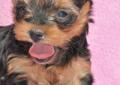 Yorkshire terrier------- szczenięta malutkie i śliczniutkie -zapraszam Rodowód