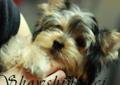 Yorkshire Terrier 4 miesięczne szczenięta piesek i suczka Rodowód