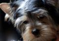 Yorkshire Terrier 4 miesięczne szczenięta piesek i suczka Rodowód