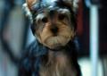 Yorkshire Terrier 4 miesięczne szczenięta piesek i suczka Rodowód