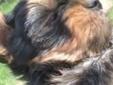 Yorkshire Terrier szczenięta z rodowodem FCI ZKwP Rodowód