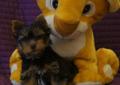 YORKSHIRE TERRIER (YORK) - po Multichampionie z rodowodem ZKwP (FCI) Rodowód