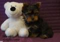YORKSHIRE TERRIER (YORK) - po Multichampionie z rodowodem ZKwP (FCI) Rodowód