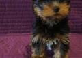 YORKSHIRE TERRIER (YORK) - po Multichampionie z rodowodem ZKwP (FCI) Rodowód