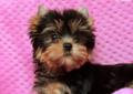 Yorkshire Terrier - z prawdziwym rodowodem z ZKw P Rodowód