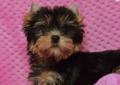 Yorkshire Terrier - z prawdziwym rodowodem z ZKw P Rodowód
