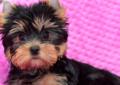 Yorkshire Terrier - z prawdziwym rodowodem z ZKw P Rodowód